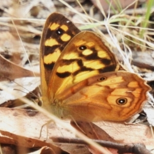 Heteronympha paradelpha at Cotter River, ACT - 3 Mar 2023 11:42 AM