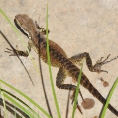 Intellagama lesueurii howittii (Gippsland Water Dragon) at Cotter River, ACT - 3 Mar 2023 by JohnBundock