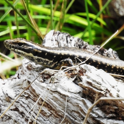 Eulamprus heatwolei (Yellow-bellied Water Skink) at Cotter River, ACT - 3 Mar 2023 by JohnBundock