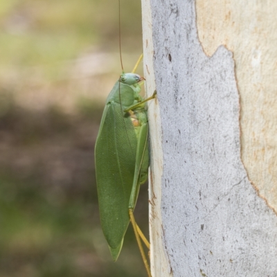 Caedicia simplex (Common Garden Katydid) at Kambah, ACT - 3 Mar 2023 by AlisonMilton