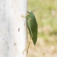 Caedicia simplex at Kambah, ACT - 3 Mar 2023 01:07 PM