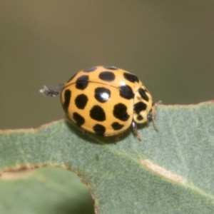 Harmonia conformis at Kambah, ACT - 3 Mar 2023 10:36 AM