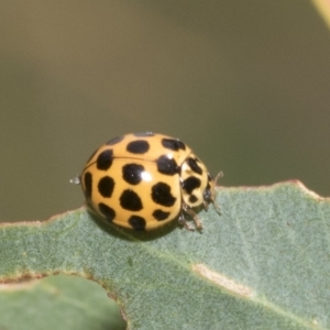 Harmonia conformis at Kambah, ACT - 3 Mar 2023 10:36 AM