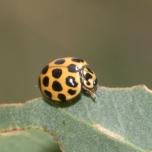 Harmonia conformis at Kambah, ACT - 3 Mar 2023 10:36 AM