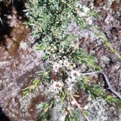Kunzea peduncularis (Mountain Burgan) at Mount Clear, ACT - 17 Jan 2023 by BethanyDunne