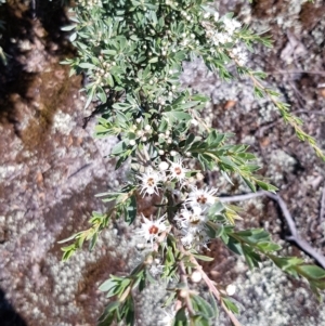 Kunzea peduncularis at Mount Clear, ACT - 17 Jan 2023