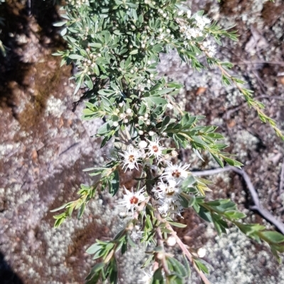 Kunzea peduncularis (Mountain Burgan) at Namadgi National Park - 17 Jan 2023 by BethanyDunne