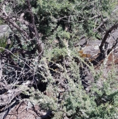 Kunzea peduncularis at Mount Clear, ACT - 17 Jan 2023