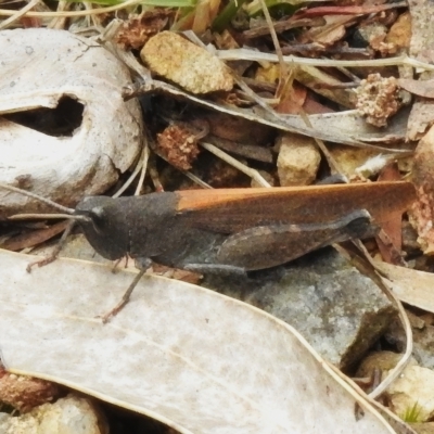 Cirphula pyrrhocnemis (Variable Cirphula) at Cotter River, ACT - 3 Mar 2023 by JohnBundock