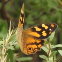 Heteronympha banksii (Banks' Brown) at Cotter River, ACT - 2 Mar 2023 by JohnBundock