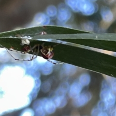 Theridion pyramidale (Tangle-web spider) at Hackett, ACT - 3 Mar 2023 by Hejor1