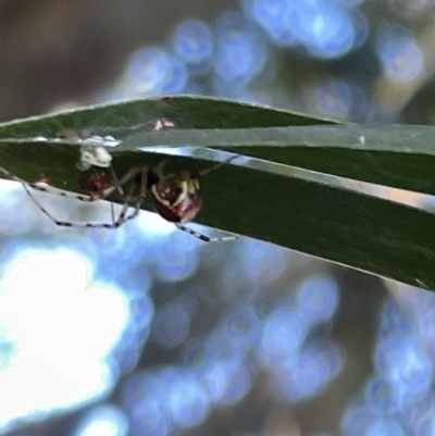 Theridion pyramidale (Tangle-web spider) at Mount Majura - 3 Mar 2023 by Hejor1