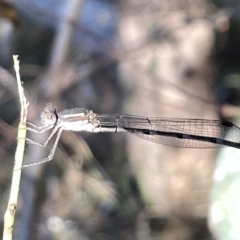 Austrolestes leda (Wandering Ringtail) at Hackett, ACT - 3 Mar 2023 by Hejor1