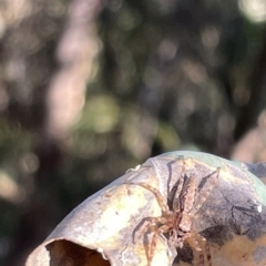 Helpis sp. (genus) (Unidentified Bronze Jumping Spider) at Mount Majura - 3 Mar 2023 by Hejor1
