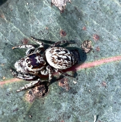 Opisthoncus sp. (genus) (Unidentified Opisthoncus jumping spider) at Mount Majura - 3 Mar 2023 by Hejor1
