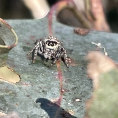 Opisthoncus sp. (genus) at Hackett, ACT - 3 Mar 2023 05:33 PM