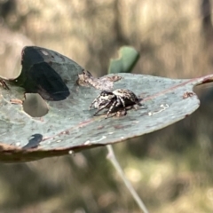 Opisthoncus sp. (genus) at Hackett, ACT - 3 Mar 2023 05:33 PM