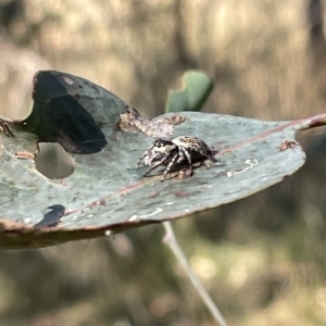 Opisthoncus sp. (genus) at Hackett, ACT - 3 Mar 2023