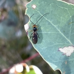 Braconidae (family) (Unidentified braconid wasp) at Hackett, ACT - 3 Mar 2023 by Hejor1