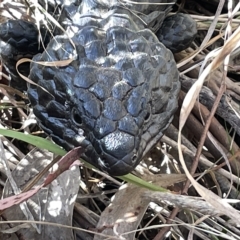 Tiliqua rugosa (Shingleback Lizard) at Mount Majura - 3 Mar 2023 by Hejor1