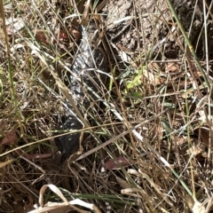 Tiliqua rugosa at Hackett, ACT - 3 Mar 2023 05:23 PM