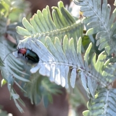 Adoxia benallae (Leaf beetle) at Mount Majura - 3 Mar 2023 by Hejor1