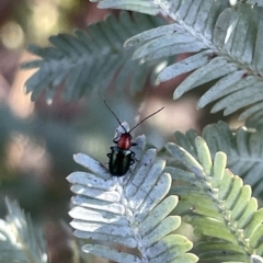 Adoxia benallae at Hackett, ACT - 3 Mar 2023