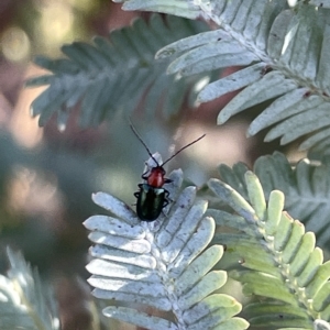 Adoxia benallae at Hackett, ACT - 3 Mar 2023