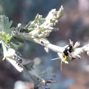 Adoxia benallae at Hackett, ACT - 3 Mar 2023