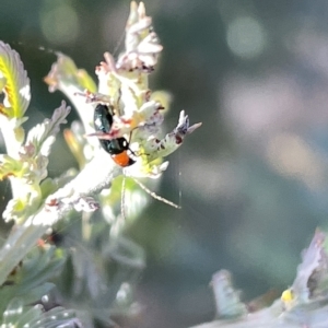 Adoxia benallae at Hackett, ACT - 3 Mar 2023