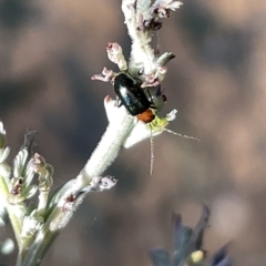 Adoxia benallae at Hackett, ACT - 3 Mar 2023