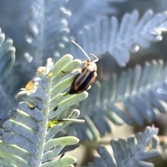 Monolepta froggatti (Leaf beetle) at Hackett, ACT - 3 Mar 2023 by Hejor1