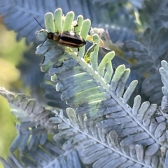 Monolepta froggatti at Hackett, ACT - 3 Mar 2023