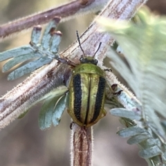 Calomela vittata (Acacia leaf beetle) at Hackett, ACT - 3 Mar 2023 by Hejor1