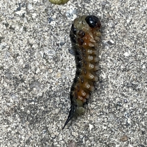 Pergidae sp. (family) at Braddon, ACT - 3 Mar 2023