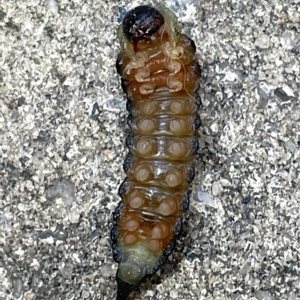 Pergidae sp. (family) at Braddon, ACT - 3 Mar 2023