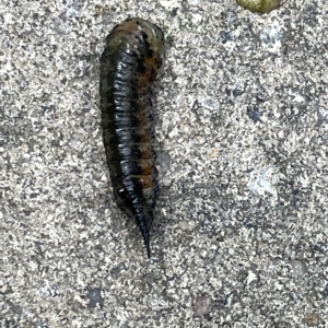 Pergidae sp. (family) at Braddon, ACT - 3 Mar 2023