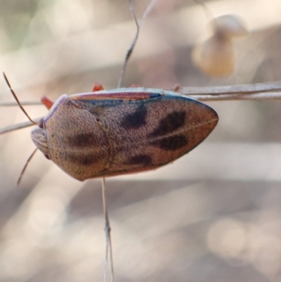 Coleotichus costatus (Green shield-backed bug) at Murrumbateman, NSW - 3 Mar 2023 by SimoneC