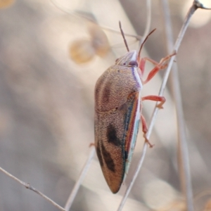 Coleotichus costatus at Murrumbateman, NSW - 3 Mar 2023 06:17 PM