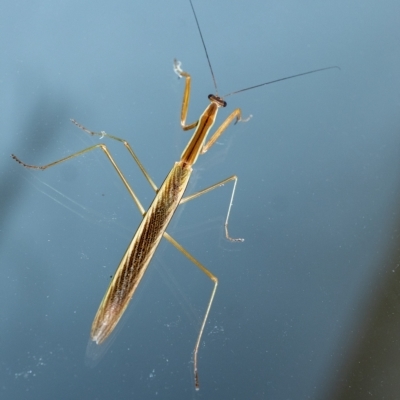 Archimantis latistyla (Stick Mantis, Large Brown Mantis) at Penrose, NSW - 2 Mar 2023 by Aussiegall