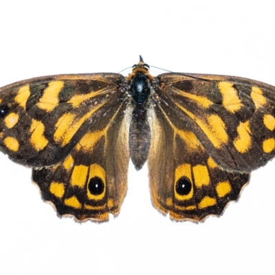 Heteronympha paradelpha (Spotted Brown) at Penrose, NSW - 3 Mar 2023 by Aussiegall