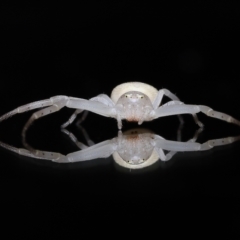 Unidentified Other hunting spider at Wellington Point, QLD - 24 Feb 2023 by TimL