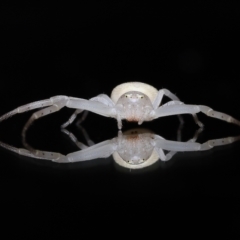 Thomisus spectabilis (Spectacular Crab Spider) by TimL