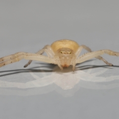 Thomisus spectabilis at Wellington Point, QLD - suppressed