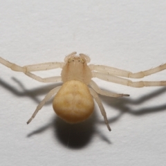 Thomisus spectabilis at Wellington Point, QLD - suppressed