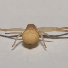 Thomisus spectabilis at Wellington Point, QLD - suppressed