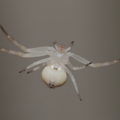 Thomisus spectabilis at Wellington Point, QLD - suppressed