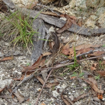 Liopholis whitii (White's Skink) at Cotter River, ACT - 3 Mar 2023 by GirtsO