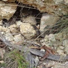 Liopholis whitii at Cotter River, ACT - 3 Mar 2023 12:31 PM