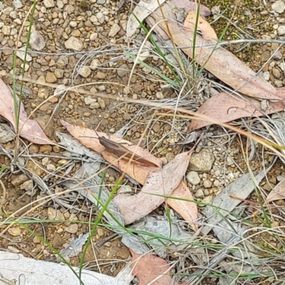 Goniaea australasiae (Gumleaf grasshopper) at Cotter River, ACT - 3 Mar 2023 by GirtsO